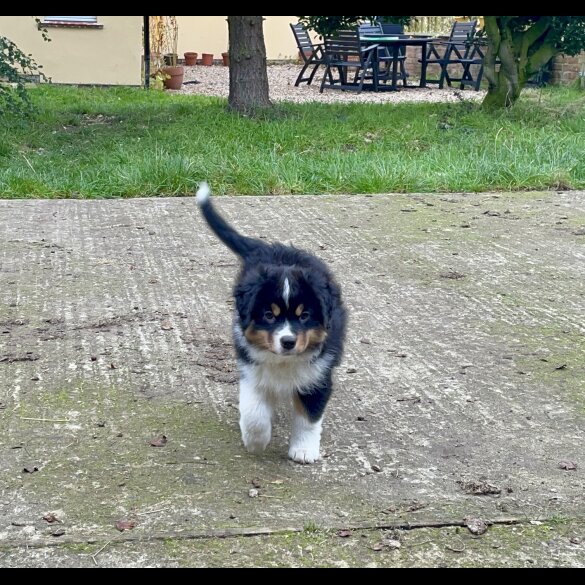 Australian Shepherd Dog - Dogs