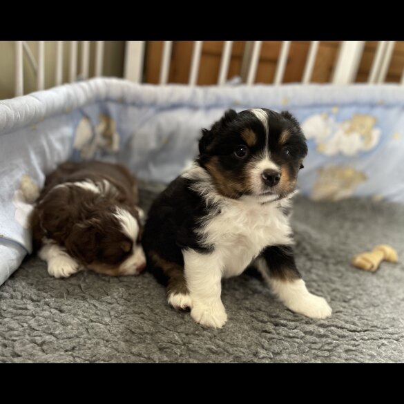 Australian Shepherd Dog - Dogs