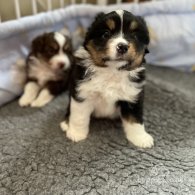 Australian Shepherd Dog - Dogs