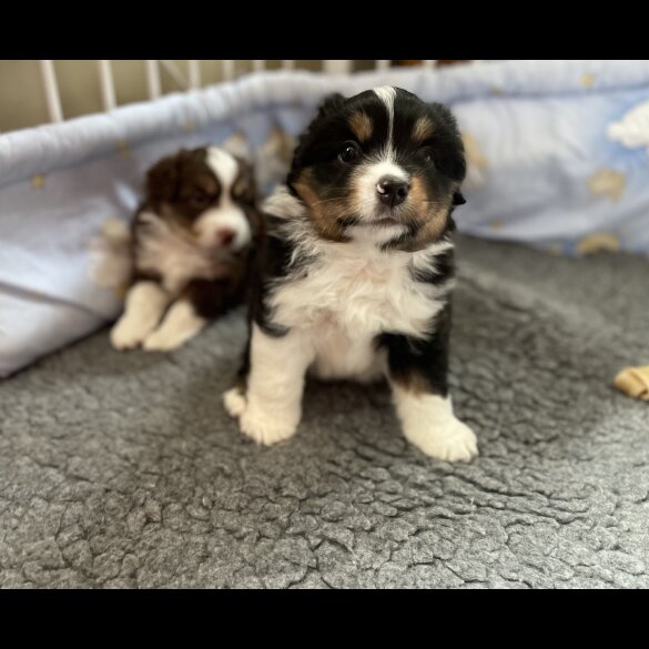 Australian Shepherd Dog - Dogs