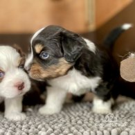 Australian Shepherd Dog - Dogs