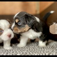 Australian Shepherd Dog - Dogs