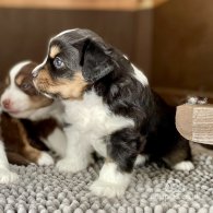 Australian Shepherd Dog - Dogs