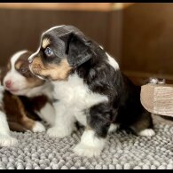 Australian Shepherd Dog - Dogs