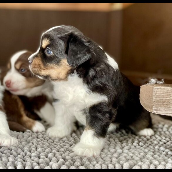 Australian Shepherd Dog - Dogs