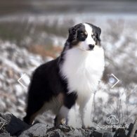 Australian Shepherd Dog - Dogs