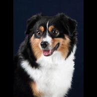 Australian Shepherd Dog - Dogs