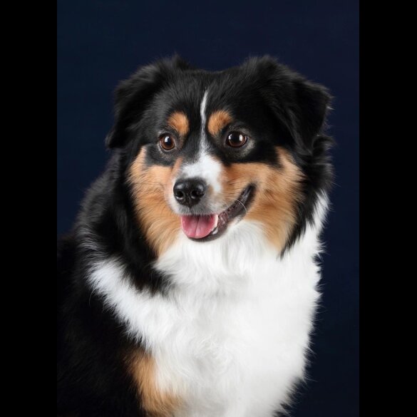 Australian Shepherd Dog - Dogs