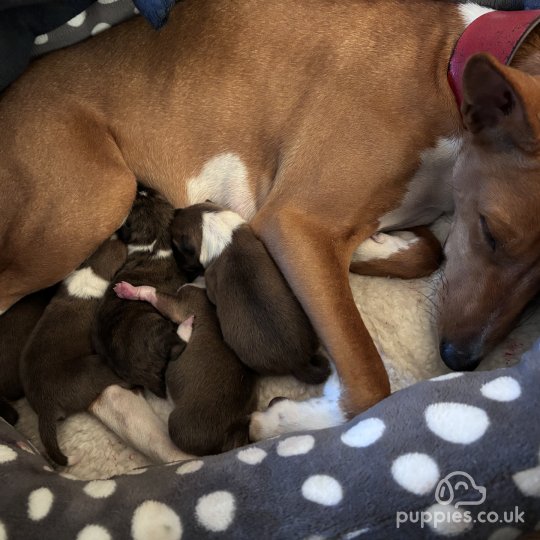 Basenji - Both