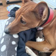 Basenji - Both