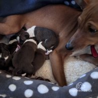 Basenji - Both