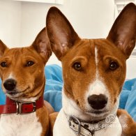 Basenji - Both