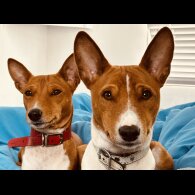 Basenji - Both