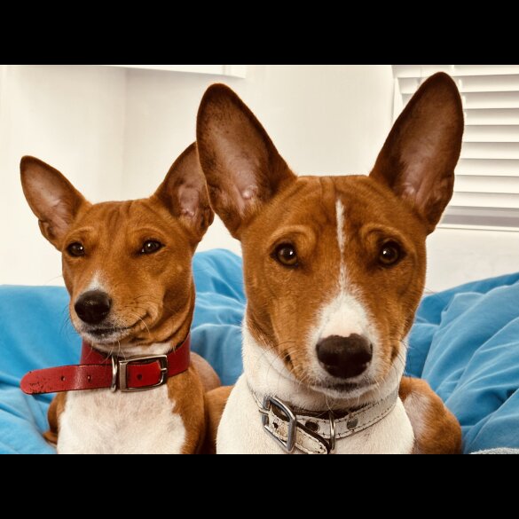 Basenji - Both