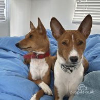 Basenji - Both