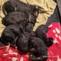 Bedlington Terrier - Both