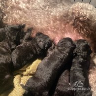 Bedlington Terrier - Both