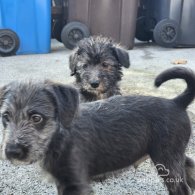 Bedlington Terrier - Both