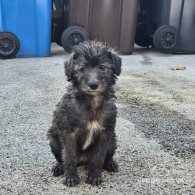 Bedlington Terrier - Both