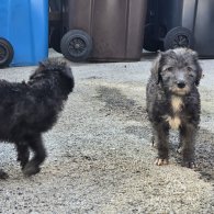 Bedlington Terrier - Both