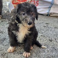 Bedlington Terrier - Both