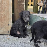 Bedlington Terrier - Both