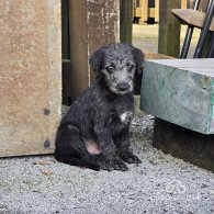 Bedlington Terrier - Both