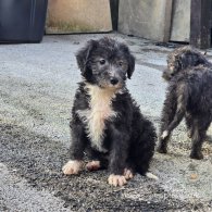 Bedlington Terrier - Both