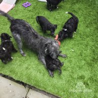 Bedlington Terrier - Both