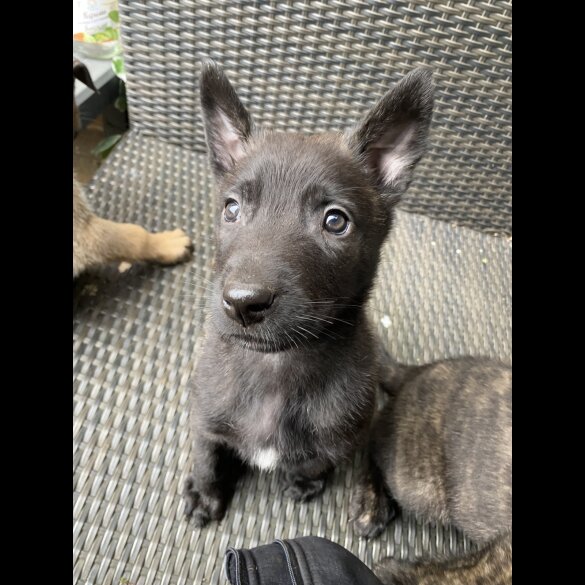 Belgian Shepherd Dog (Groenendael) - Both