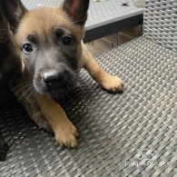 Belgian Shepherd Dog (Groenendael) - Both