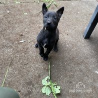 Belgian Shepherd Dog (Groenendael) - Both