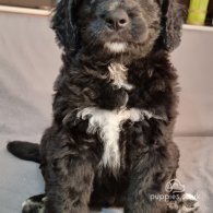 Bernese Mountain Dog - Dogs