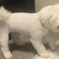 Bichon Frise - Both