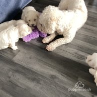 Bichon Frise - Both