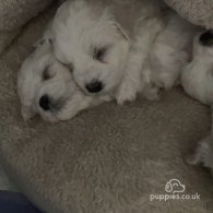 Bichon Frise - Both