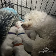 Bichon Frise - Both