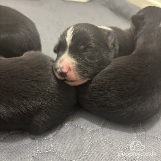 Border Collie - Both