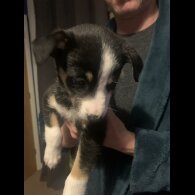 Border Collie - Both