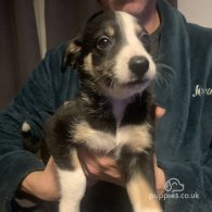 Border Collie - Both