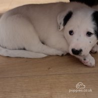 Border Collie - Both