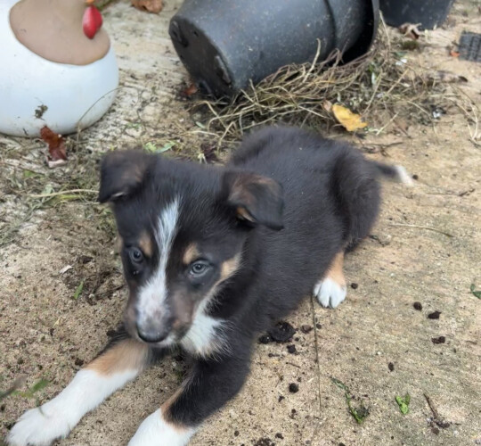 Border Collie