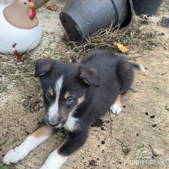 Border Collie - Both