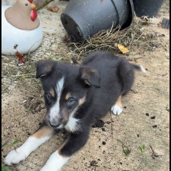 Border Collie - Both