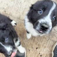 Border Collie - Both