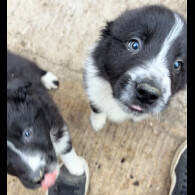 Border Collie - Both