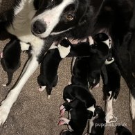 Border Collie - Both