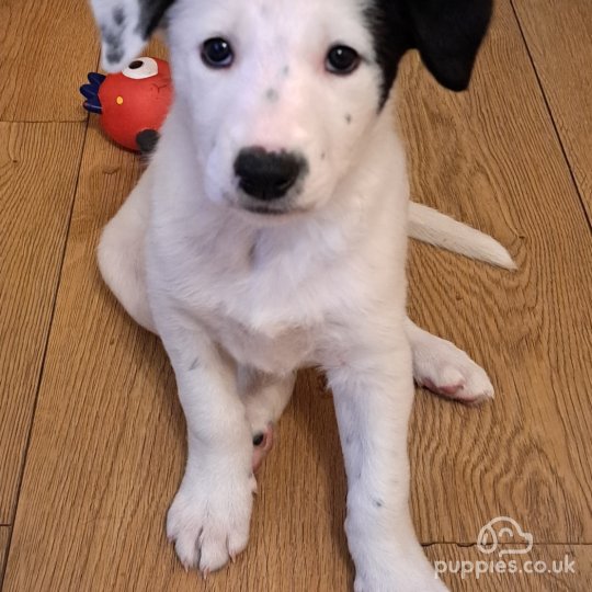 Border Collie - Both