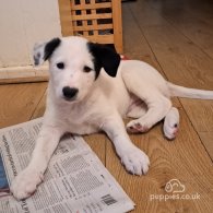 Border Collie - Both