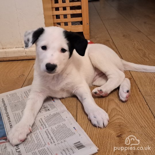 Border Collie - Both